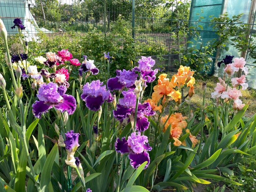 DEA09B70-A08A-4D30-99B1-36CFDF77ADA9 - 01 Iriși 2023