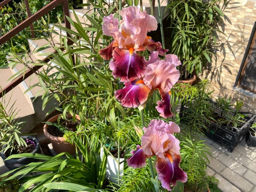 8E16319B-7A90-4BBD-912C-74A434C4108A - 01 Iriși 2023