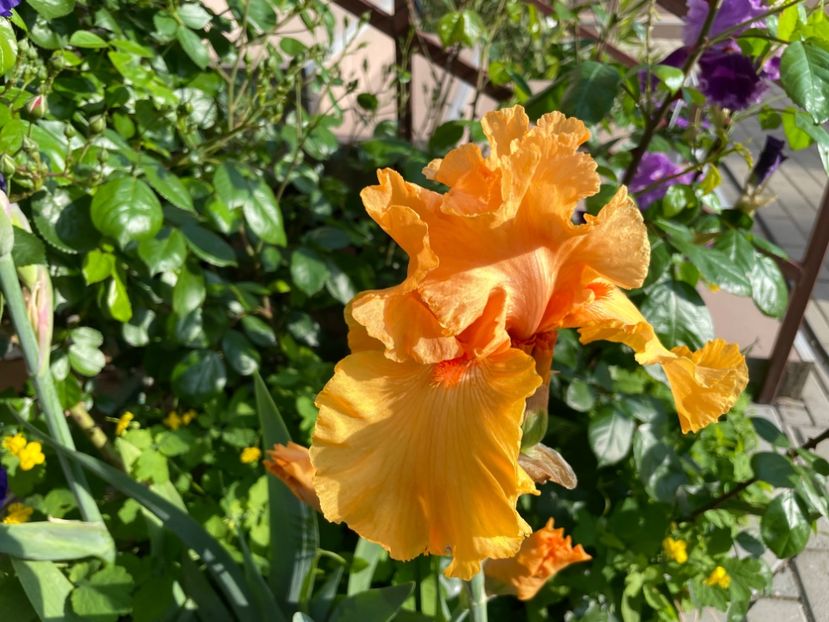 25BAE5AB-BC79-4F5B-9462-1046806919CF - 01 Iriși 2023