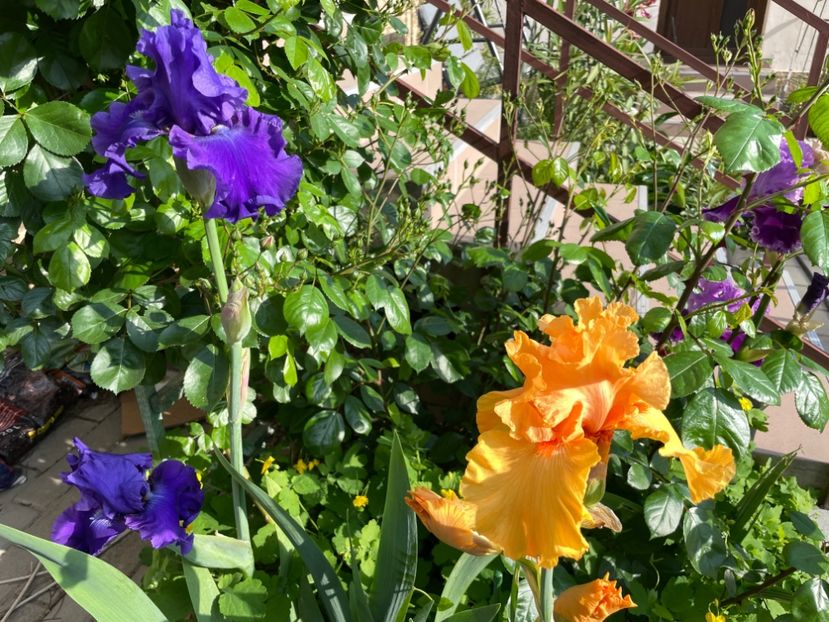 BD88BEE3-7197-4BE3-8EF9-2CA15EAEC4E7 - 01 Iriși 2023