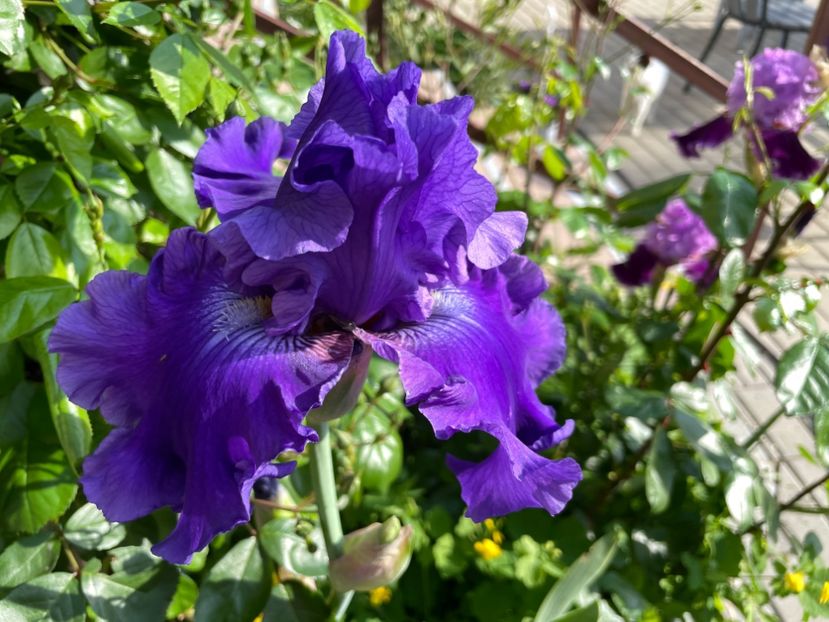 5F00EDD0-6E84-4440-B2B7-343A9150D493 - 01 Iriși 2023