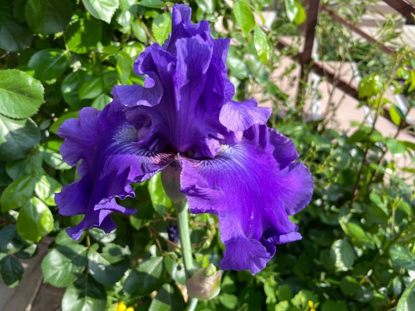 CA13AA44-E76F-49D9-B8AB-5CC0F920C644 - 01 Iriși 2023