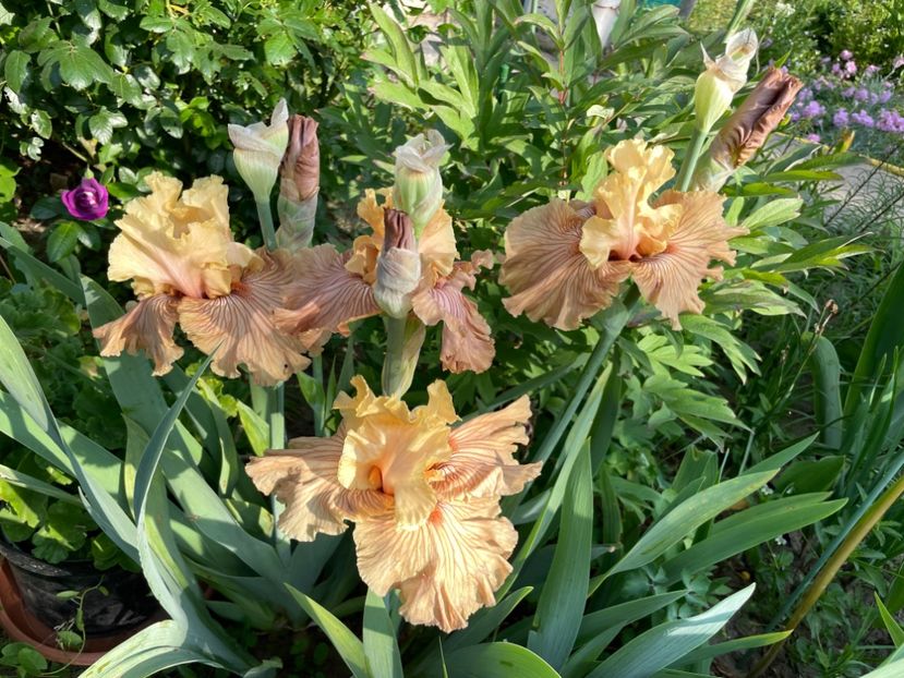 0D155A00-0BFA-430A-B41A-EDEDA9ADE8C0 - 01 Iriși 2023