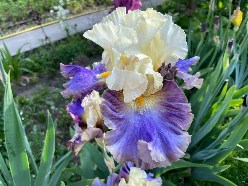 6C73FB5E-5ED7-4369-B443-512F1B6611FD - 01 Iriși 2023