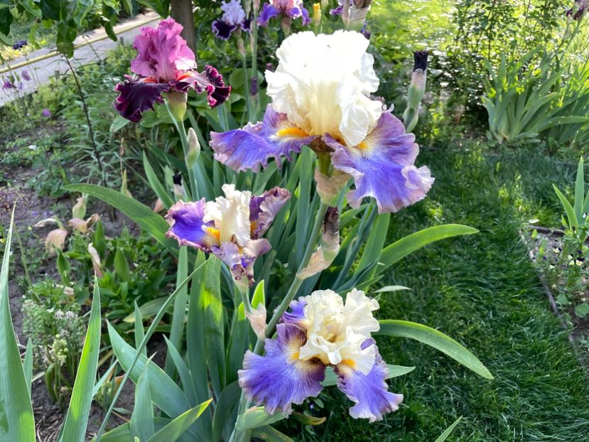 9848E32E-FECB-4C1E-A5C5-8C0638FA9584 - 01 Iriși 2023