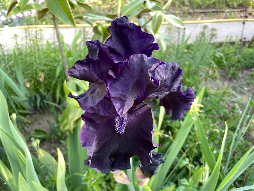 03AB034B-8175-4FB8-8652-9B2CCF2B8462 - 01 Iriși 2023