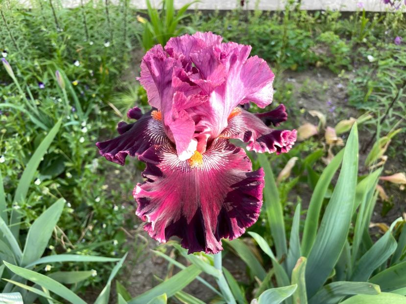 9A0B86F4-BFDD-4129-A3D6-3AC50080BFDC - 01 Iriși 2023