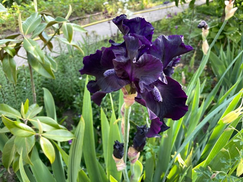 BBD8A509-6463-43E0-9350-C9EA9D0D35AC - 01 Iriși 2023