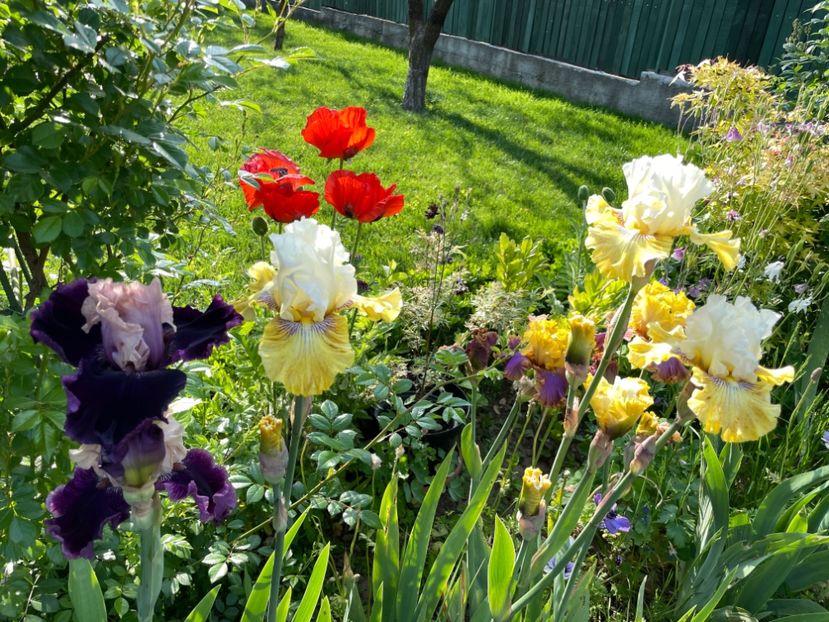 EA8D6EC4-0C0B-4958-A0B7-9AE0DECC315B - 01 Iriși 2023