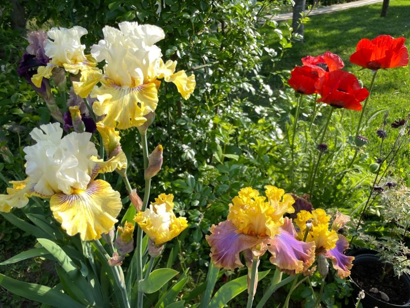 408080D5-EBB5-40FA-A768-6B0E6BB19E26 - 01 Iriși 2023