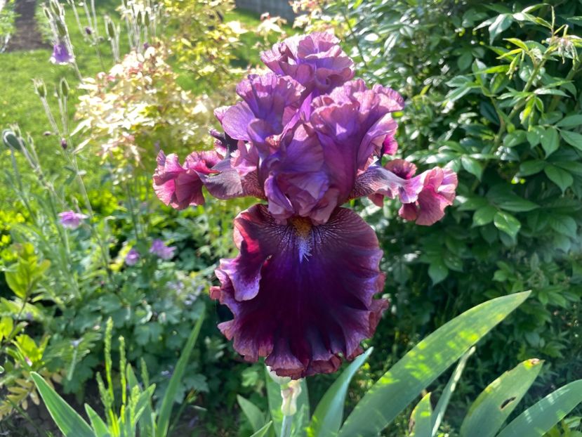 DED51833-E1E4-48FF-B3E7-4B63DA0F84E8 - 01 Iriși 2023