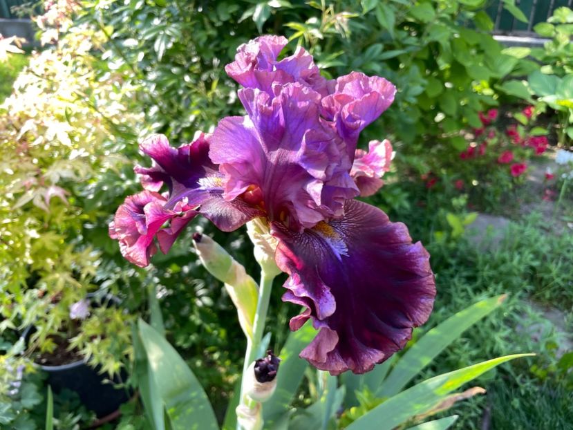 0804D391-047F-43AC-9CC4-0B3B4D410CBD - 01 Iriși 2023