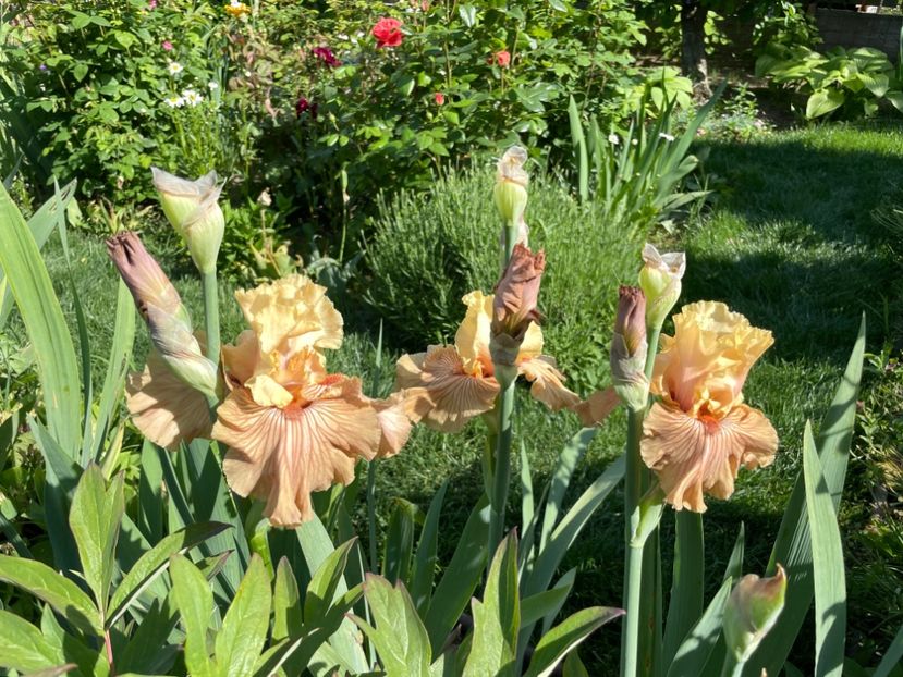 A9AFD739-4313-46D3-9A88-3C6BA2FDAB17 - 01 Iriși 2023