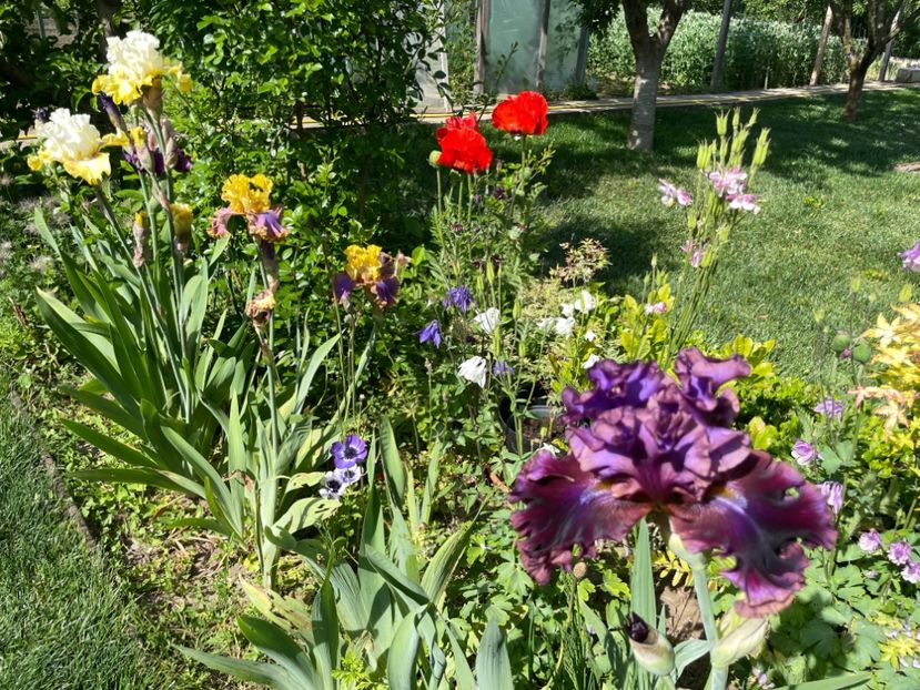 C01C48DA-99A6-44EA-AF93-8AA14F4C66A6 - 01 Iriși 2023