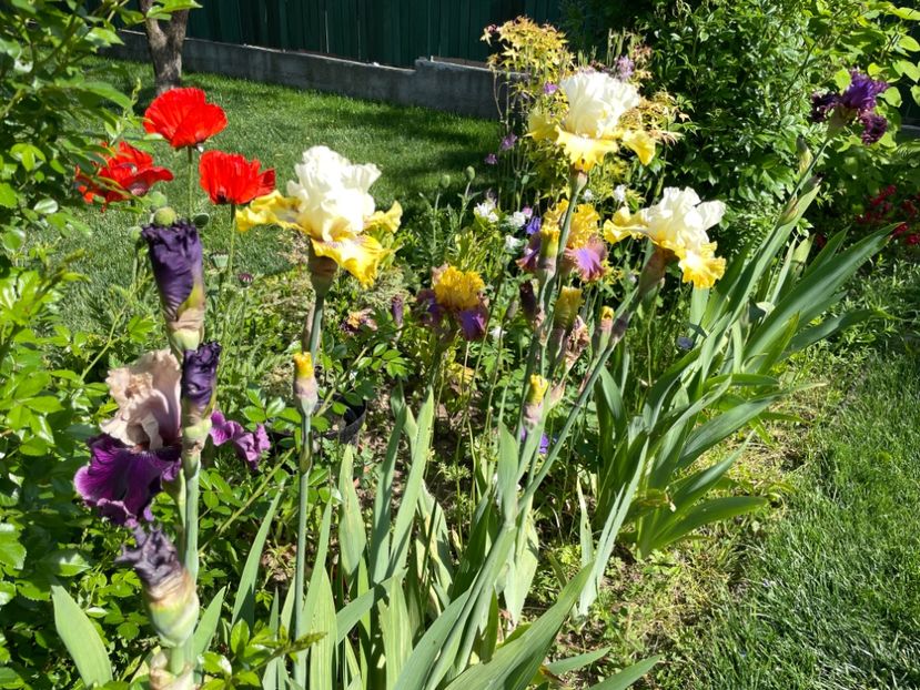 6693E4AD-6295-4903-9E39-CB07A9A54311 - 01 Iriși 2023