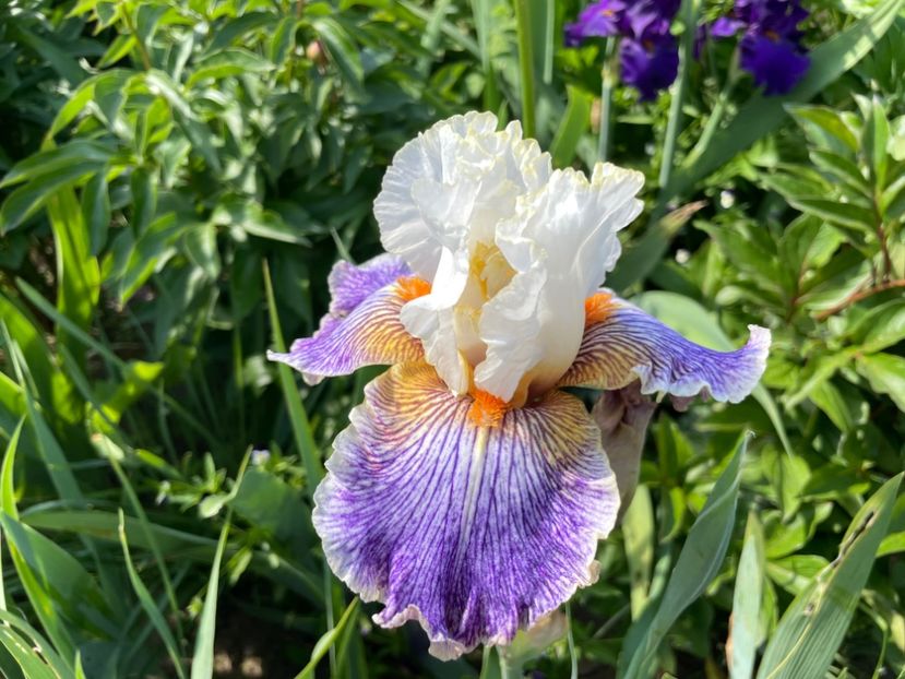 BC5F6D02-186F-4507-AAAC-2551CDACF9C7 - 01 Iriși 2023