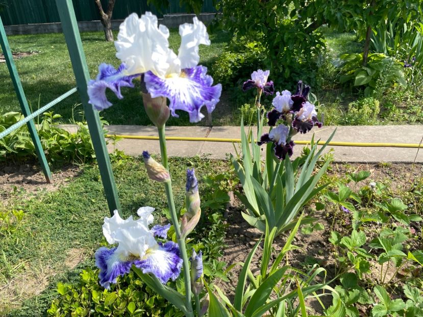 F55DCFD9-62CC-487F-9D82-7E5A1A9F2E08 - 01 Iriși 2023