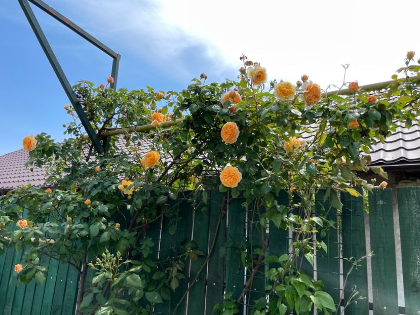 ABED2761-8F98-4489-9C69-757421BBC65B - 01 Primăvara 2023