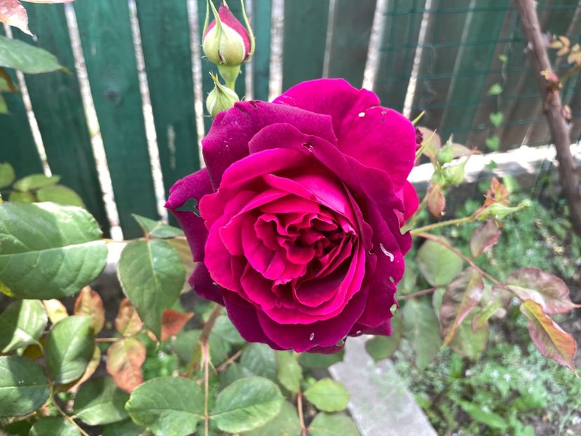 441C66A7-1178-4C8B-B5F6-9658C154CA94 - 01 Primăvara 2023