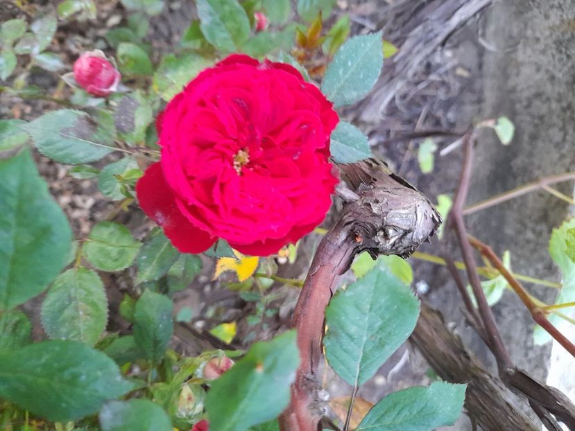  - 1 Bucurii nemuritoare 2023