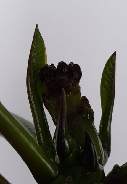 Bobocei la plumeria ! - 1 Bucurii nemuritoare 2023