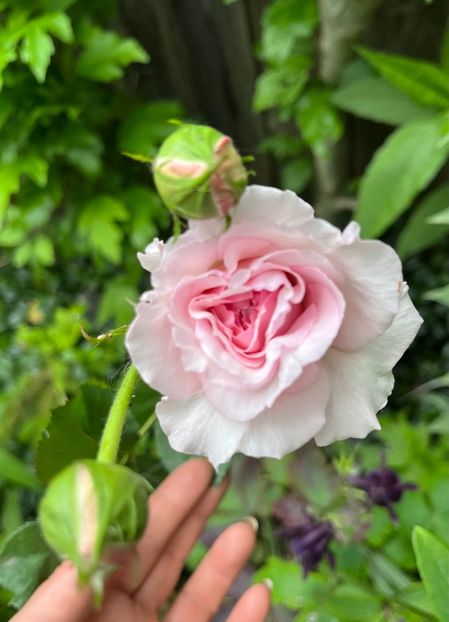 Ircator 30 - Trandafiri 2023