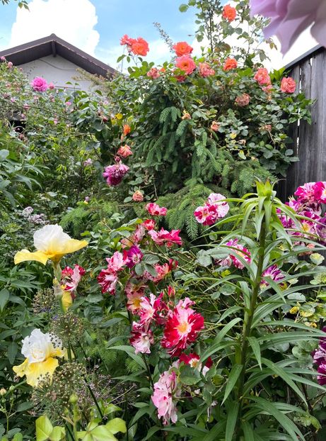 D9E182AF-22B8-4265-8816-AC475AA098A0 - Trandafiri 2023