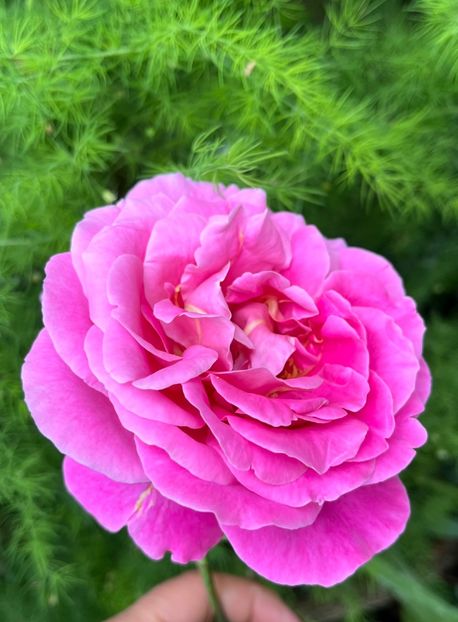 8EC849D9-9AEC-4119-B5CC-8E764BE5A371 - Trandafiri 2023