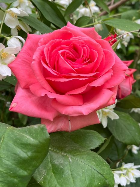 Parade - Trandafiri 2023