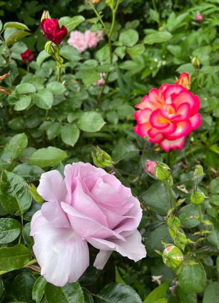 791894E6-6141-4CBC-95D0-CD40FF9B6FF4 - Trandafiri 2023