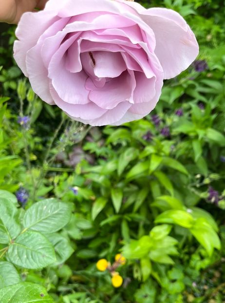 EF3DCD62-4FE9-4BEB-B201-DD3AA2A01BC3 - Trandafiri 2023