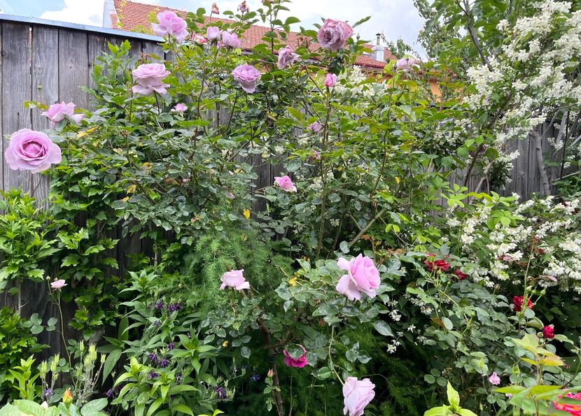 83619B07-3597-494B-9E03-EA8372D5324D - Trandafiri 2023