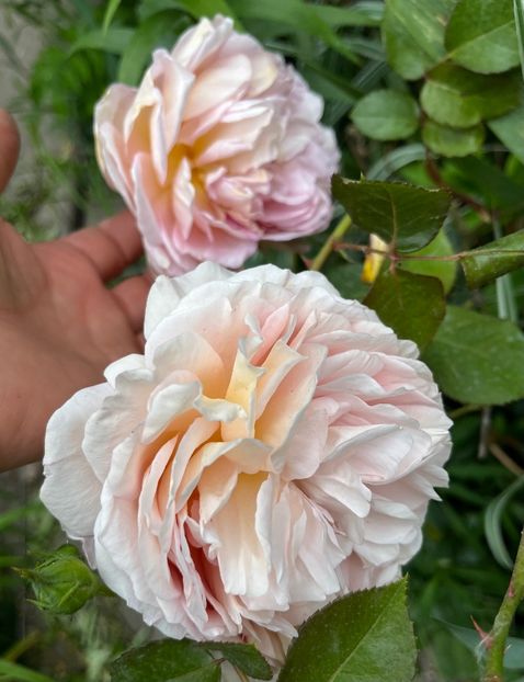 302AB8D7-FEF1-46C7-85F8-BC9DFA38F86C - Trandafiri 2023