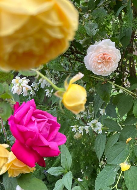 1970574D-1F0E-4F68-9258-9CFC9D2BA820 - Trandafiri 2023