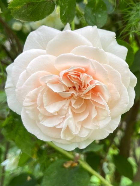 EF14CE49-A975-436E-86F7-BEAC22491C8C - Trandafiri 2023