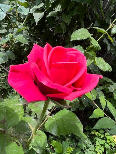 7489C40F-6B69-44B8-9D43-9EBFE99ADD50 - Trandafiri 2023