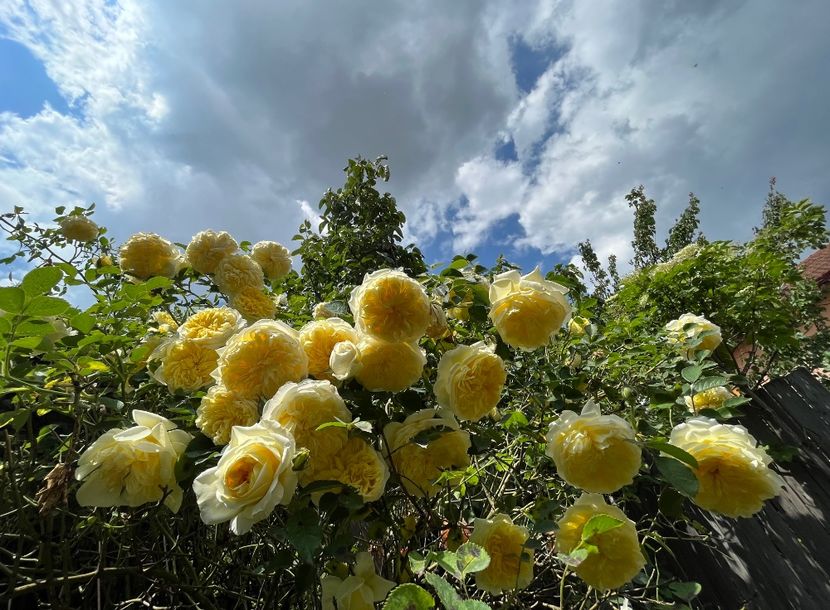 76FF6105-8261-49E3-ACC0-61EF48937DA0 - Trandafiri 2023