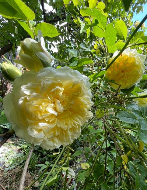 E4BB49D2-B504-4845-B590-0F3D4AD14566 - Trandafiri 2023