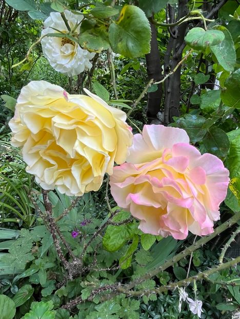 F2A3D429-E242-47B5-B630-9E906F3F68B0 - Trandafiri 2023