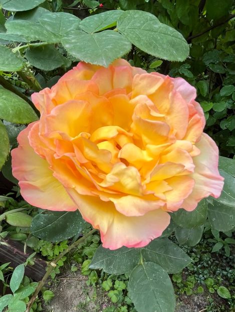 EA7CACE0-3F31-42A4-83E1-21CC79ED729C - Trandafiri 2023