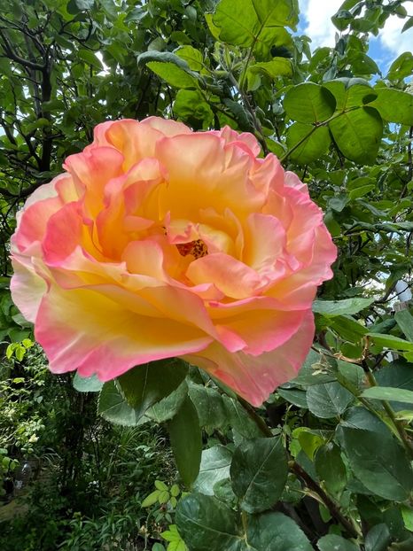 33277476-D976-41FA-AE2B-ED098D66057E - Trandafiri 2023