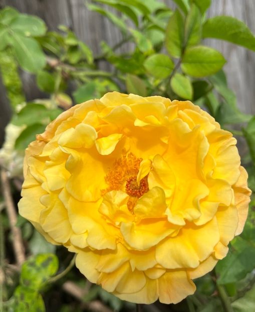 AB4410AD-B8E6-4C6C-A87B-0DF03134C199 - Trandafiri 2023