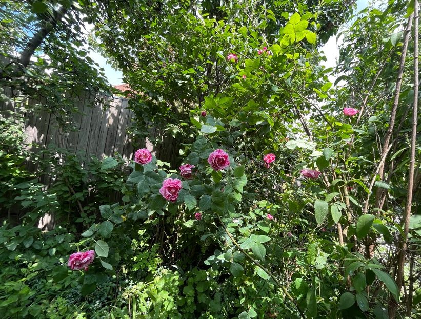 87F2C101-9FAB-4AFD-8583-0EC5EDCE2F55 - Trandafiri 2023