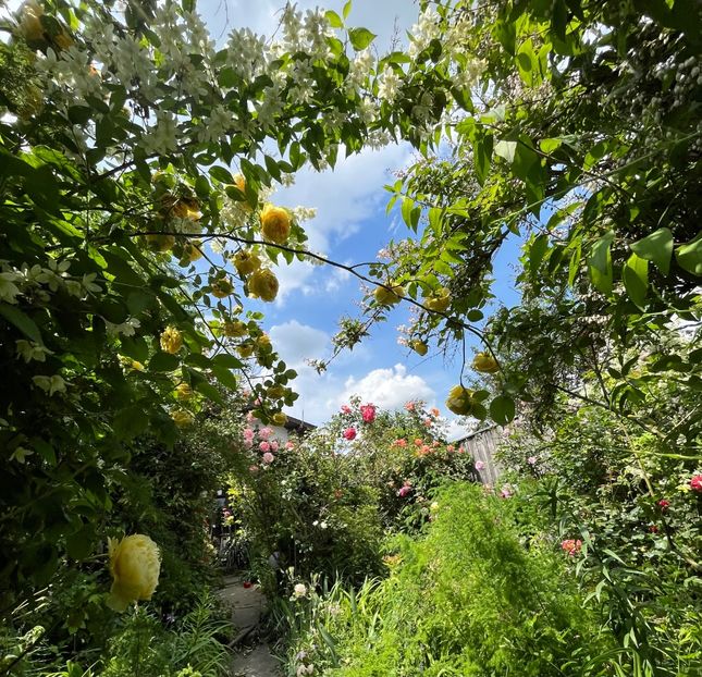 CE87E5D5-DA4F-4D71-B593-3DBE2A2C2F4F - Trandafiri 2023