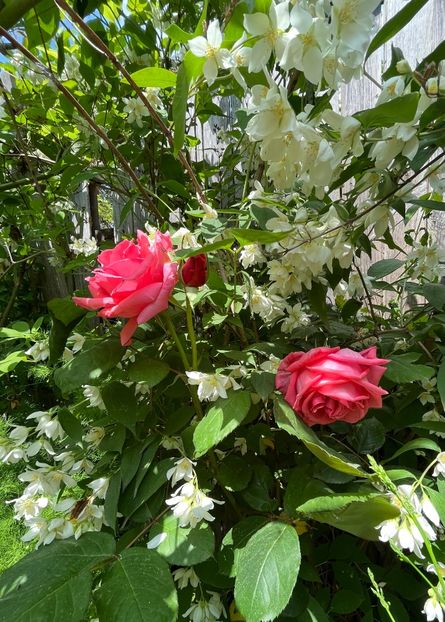 4F08D854-044C-4DC3-B5ED-42B2C1A249A7 - Trandafiri 2023