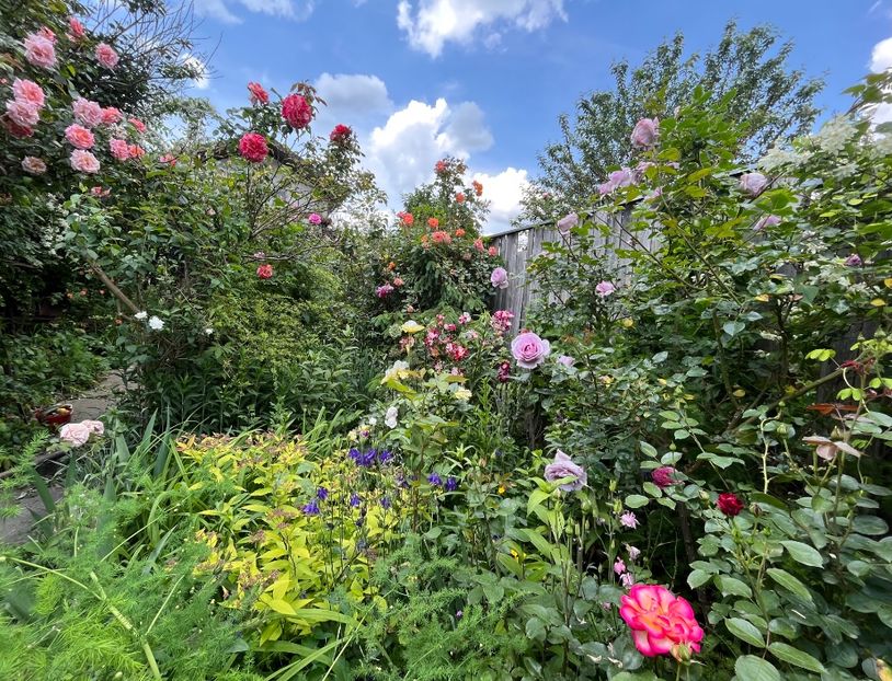 8E780227-F24F-4490-B771-CF8F67F5AA47 - Trandafiri 2023