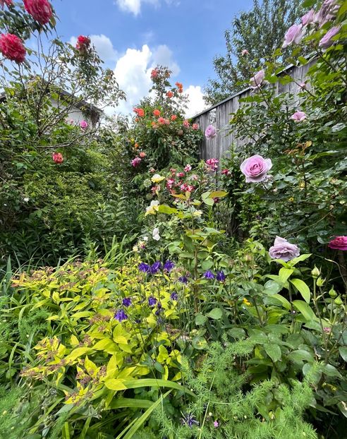 ED69DE05-67F4-4375-915D-8233A2BF33B4 - Trandafiri 2023