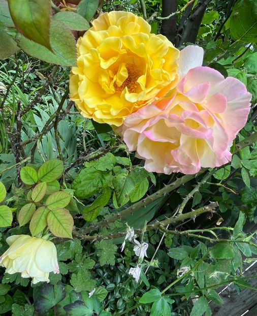 402EB6D7-CD27-4E0A-9C7A-5F364774C357 - Trandafiri 2023