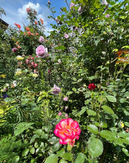 79B51DD6-7B60-4679-A6D6-44349BB3B8CE - Trandafiri 2023