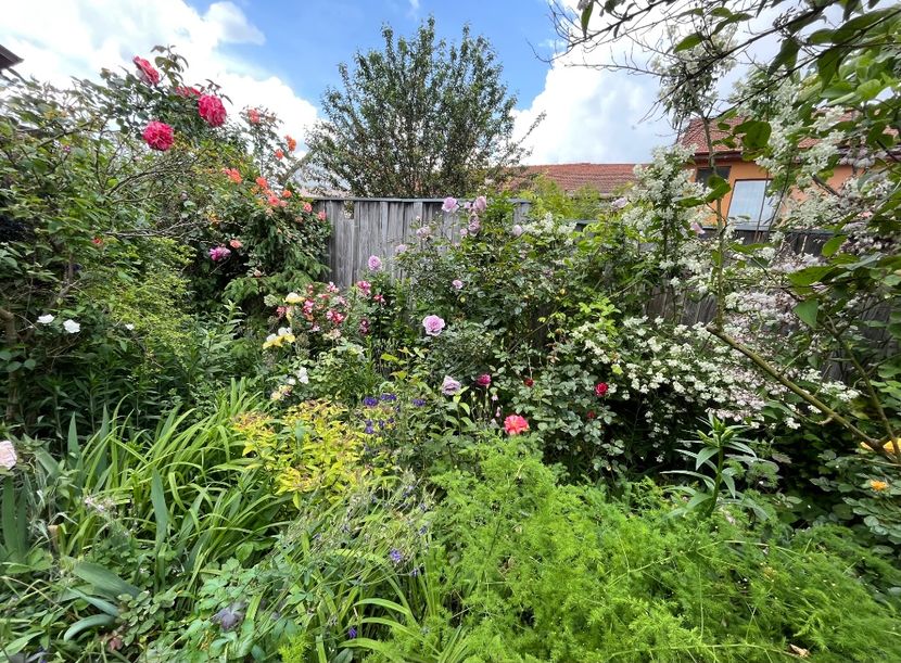 CCFE2185-EDCD-431F-980D-1542C0308F83 - Trandafiri 2023